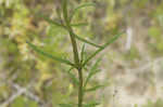 Texas vervain